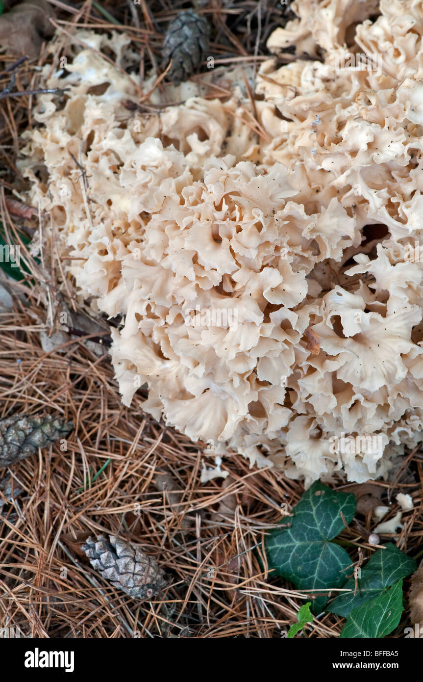 Woodland fungus hi-res stock photography and images - Alamy