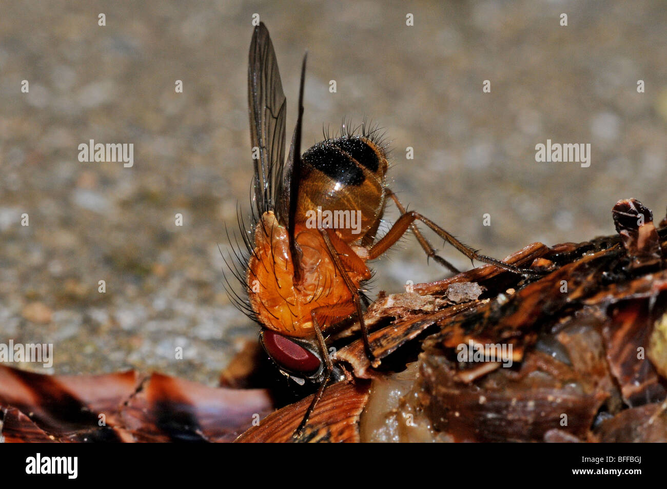 Fly feeding on juices of a dead snail Stock Photo