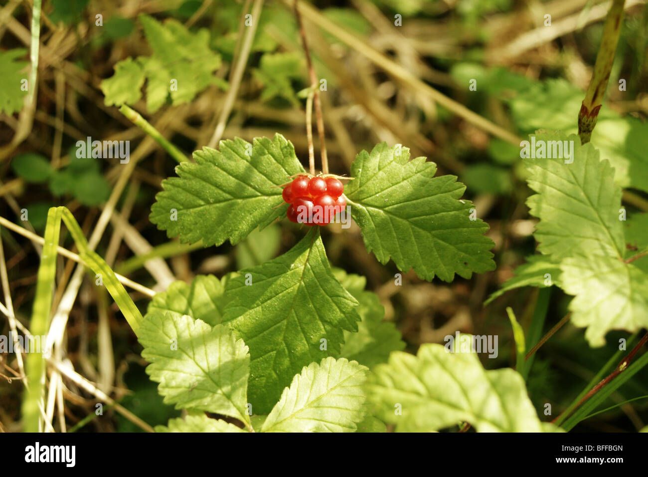 Rubus arcticus. Stock Photo