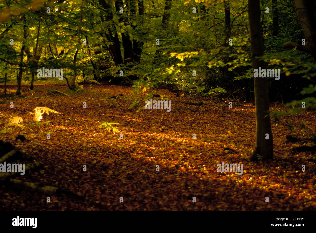 Autumn Leaves, Epping, East London Stock Photo