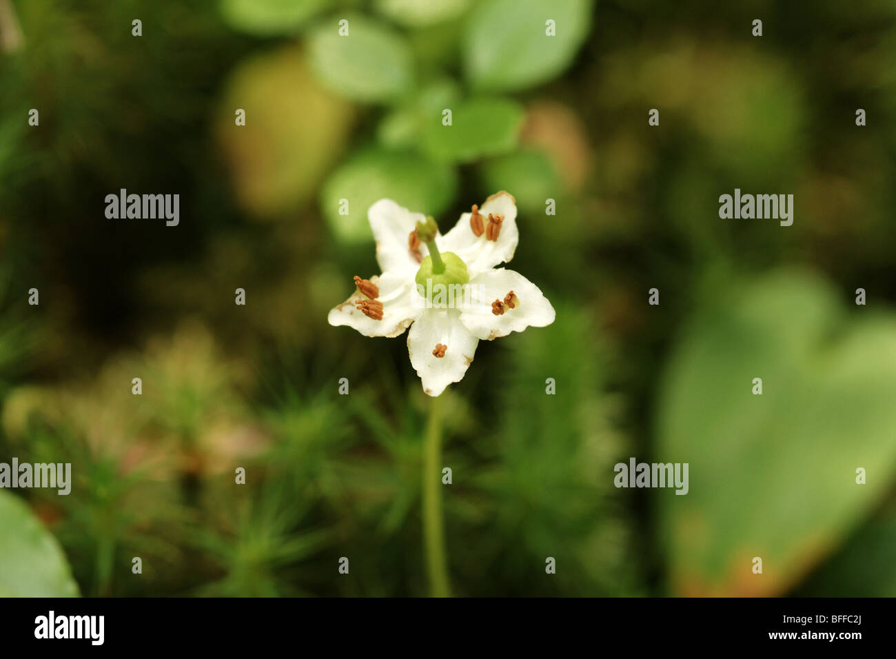 Single flower  Moneses uniflora. Stock Photo
