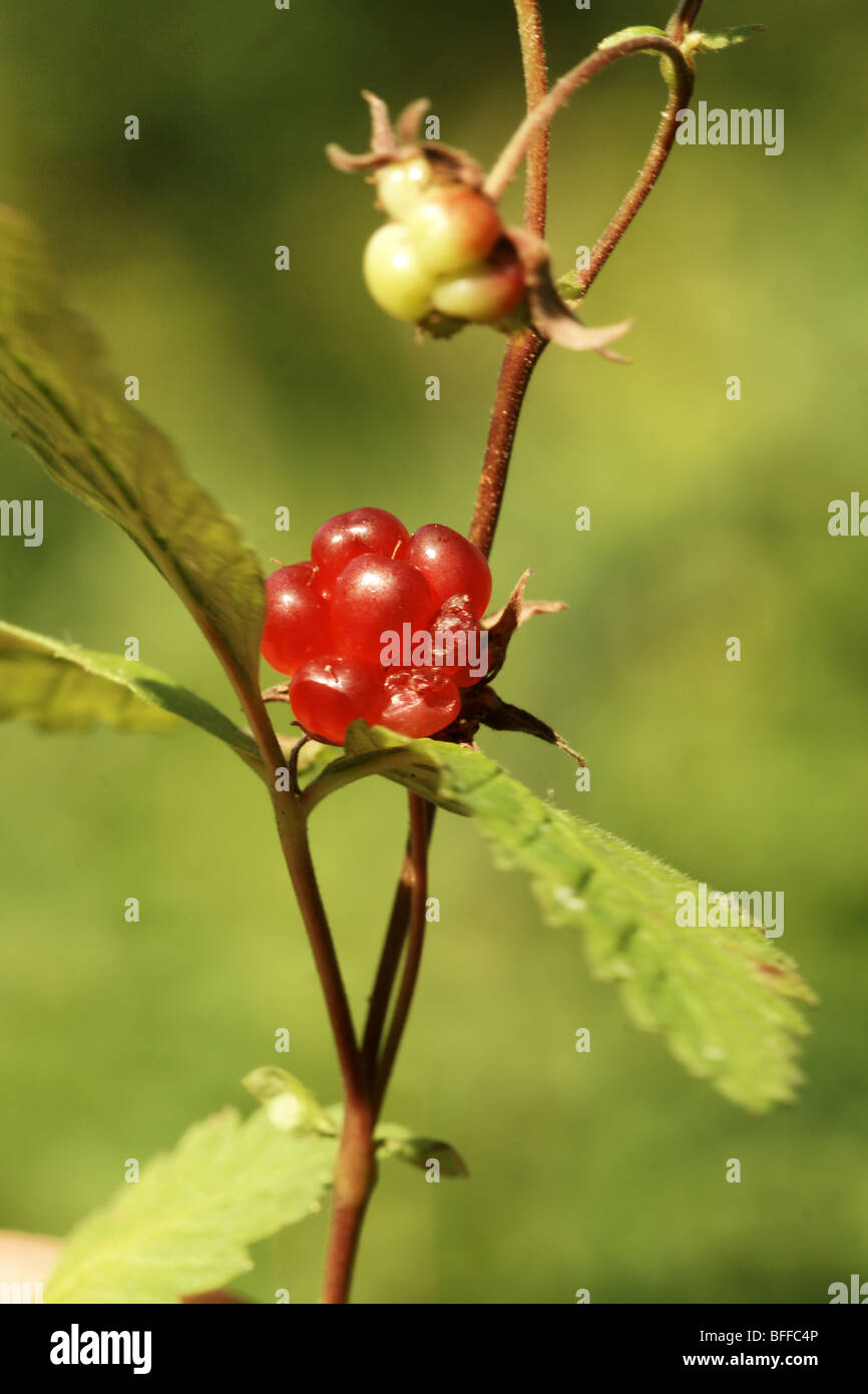 Rubus arcticus. Stock Photo