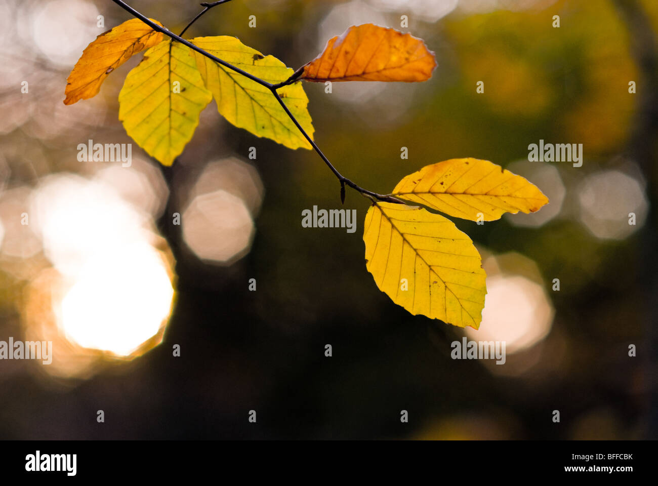Autumn Leaves, Epping, East London Stock Photo