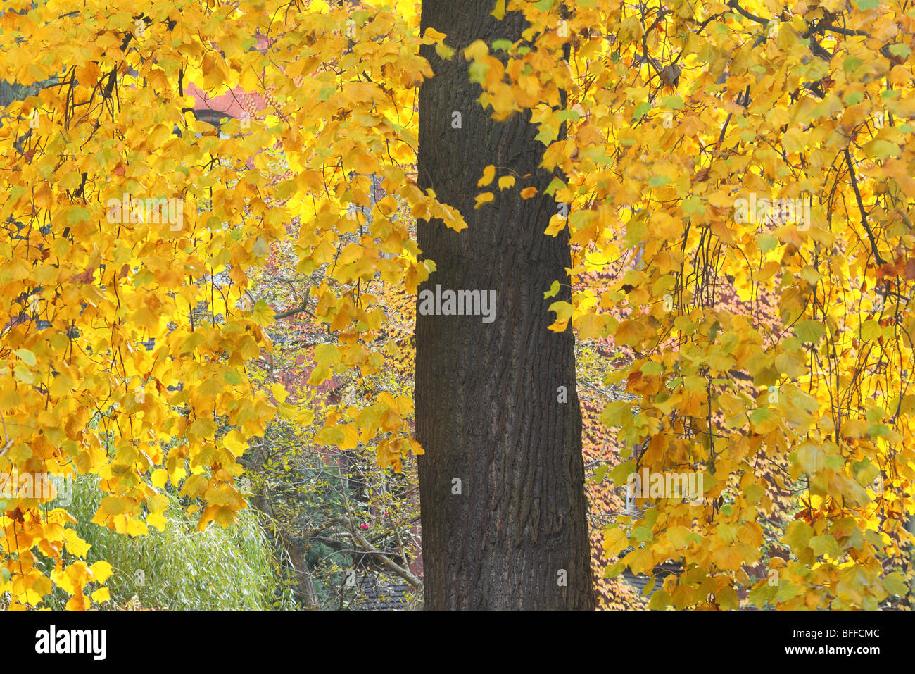 Mellow yellow old tulip tree fall leaves and trunk Liriodendron ...