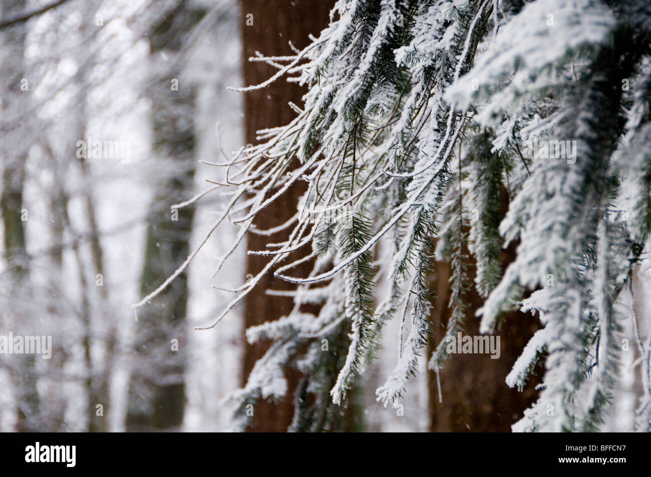 Close up of the snow covered branches of a fir tree Stock Photo - Alamy