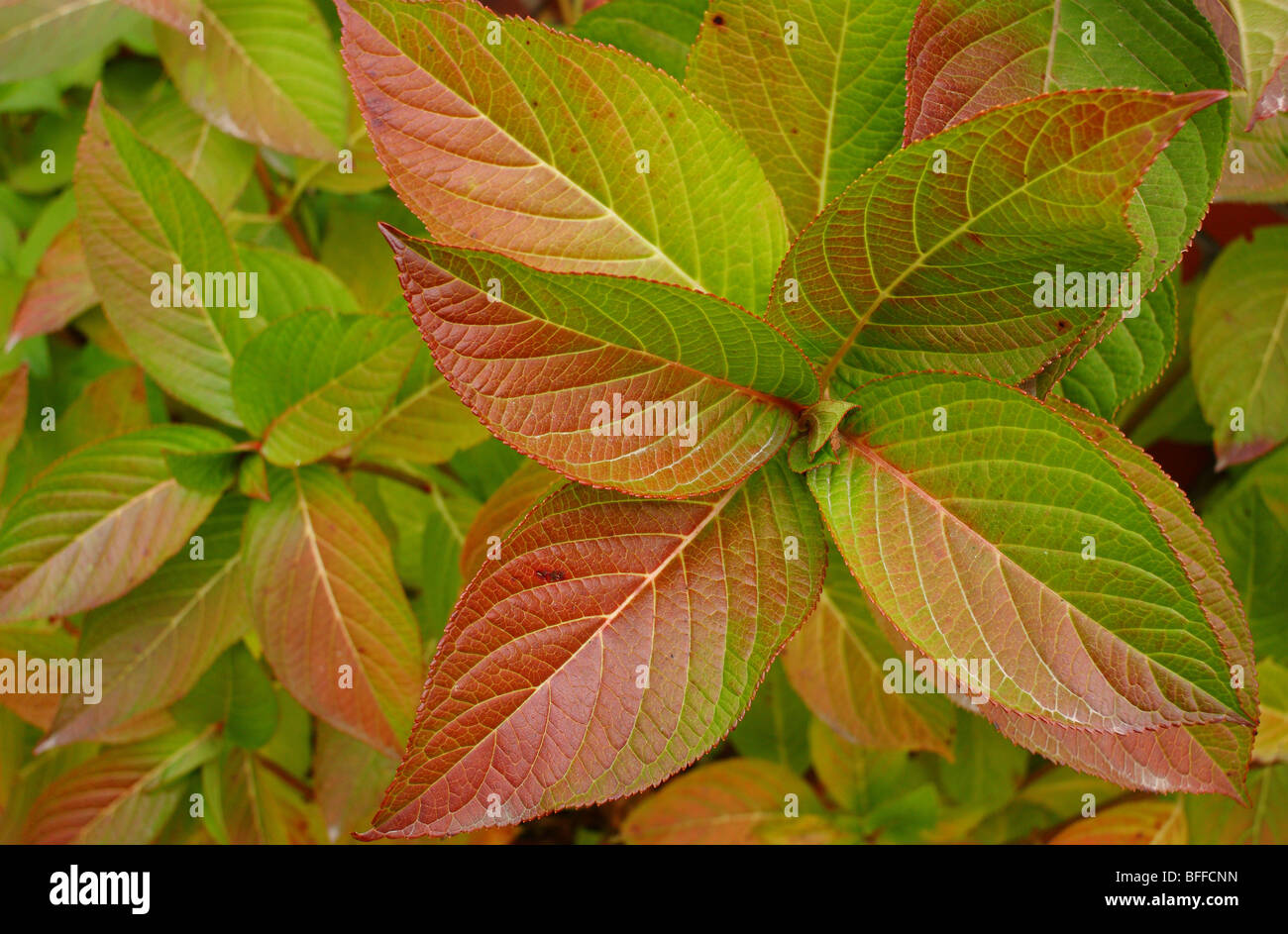 flower leaves red in autumn Stock - Alamy