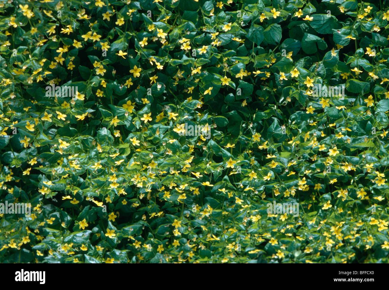 Close-up of yellow 'biflora' violas Stock Photo