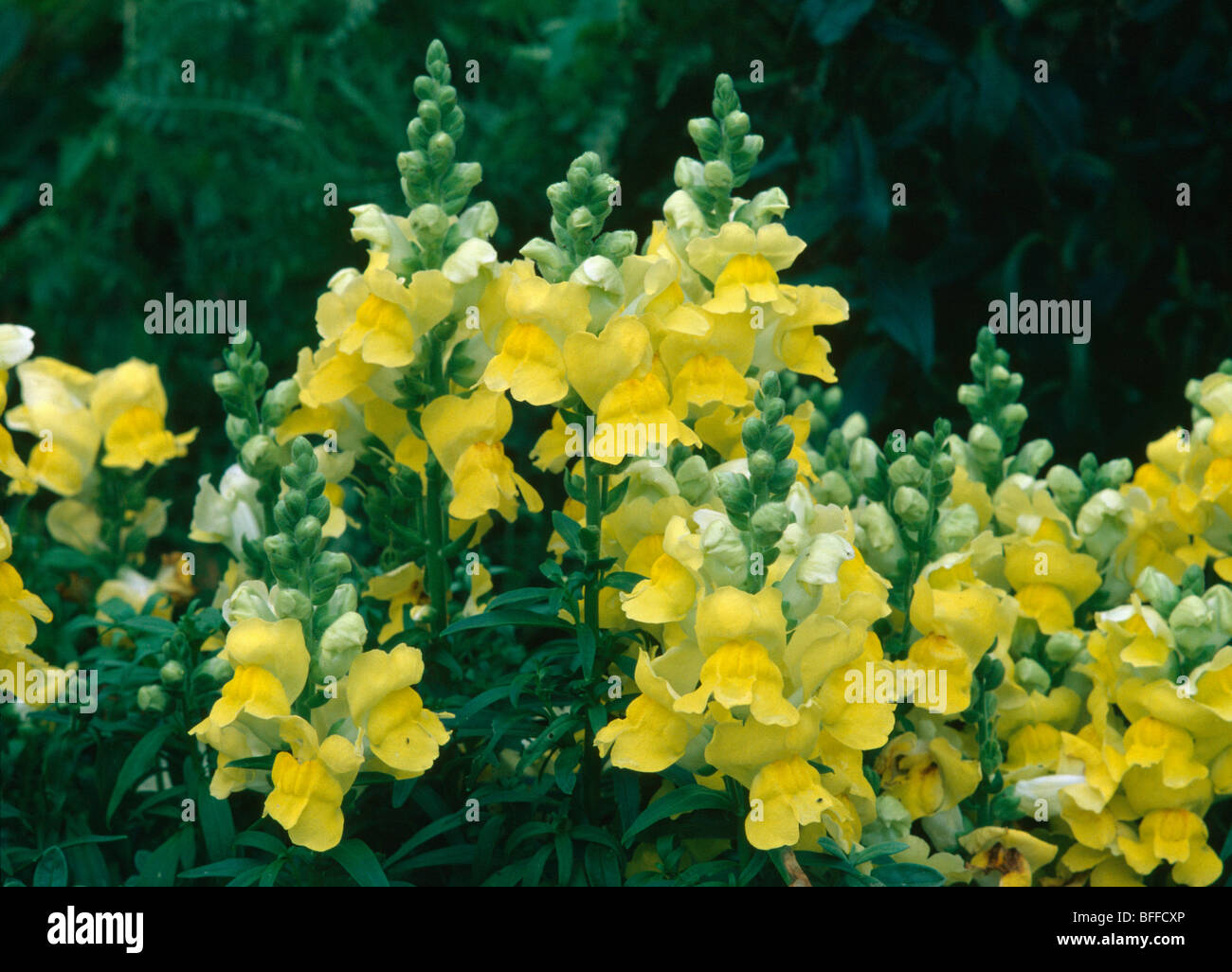Close-up of yellow anthirrinums Stock Photo
