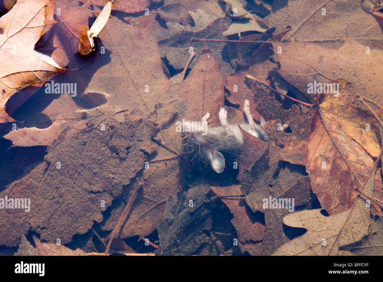 Leaves and mouse in river Stock Photo