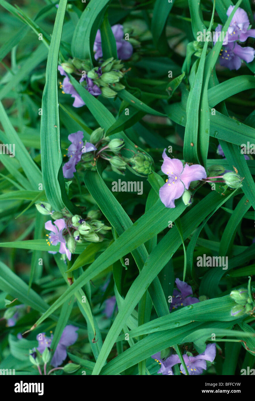 Close-up of pale mauve spiderwort with spiky green leaves Stock Photo