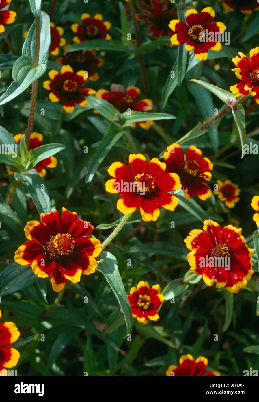 Close-up of Zinnia 'Chippendale ' with its distinctive red-brown petals edged with yellow Stock Photo