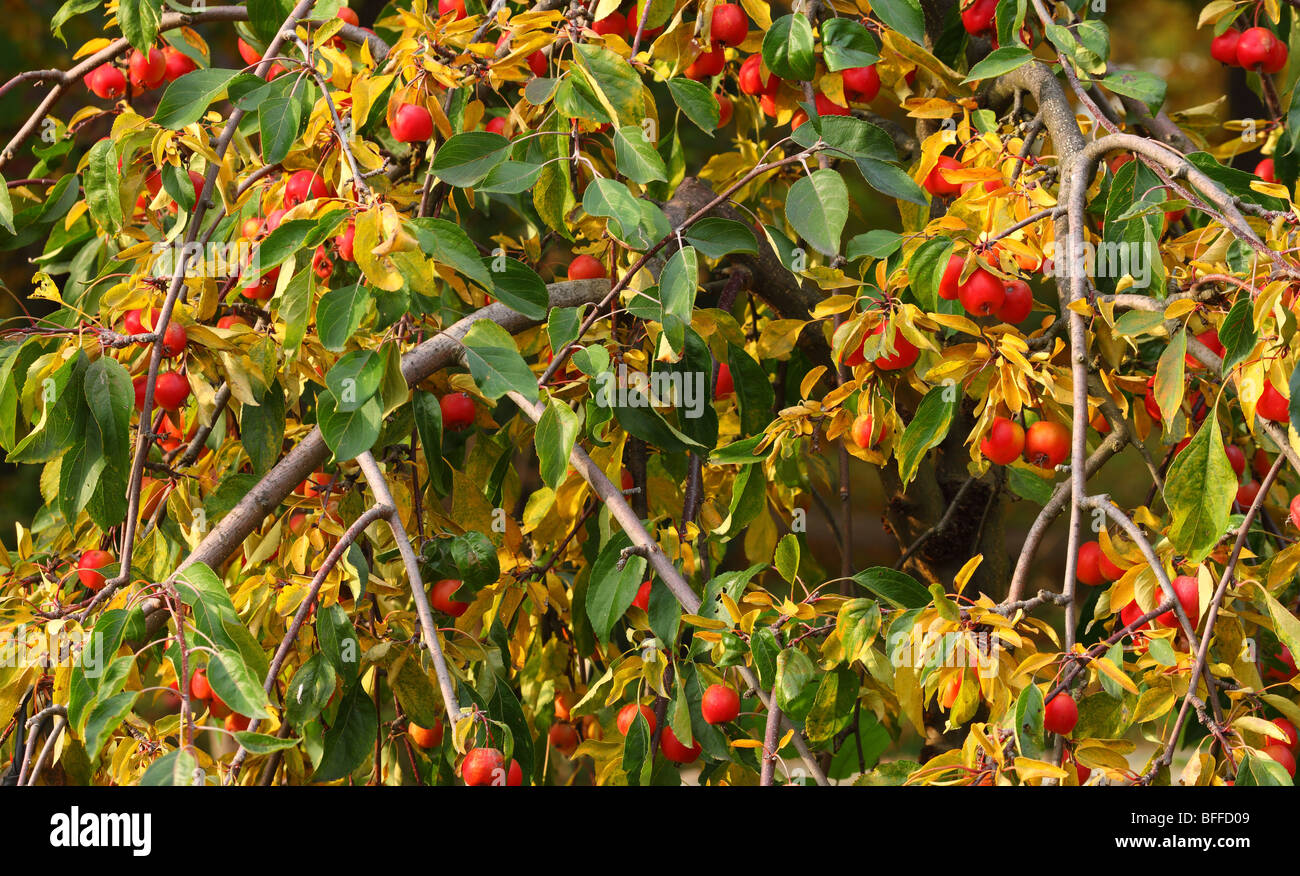 Decorative apple tree fruiting at fall Malus purpurea Stock Photo