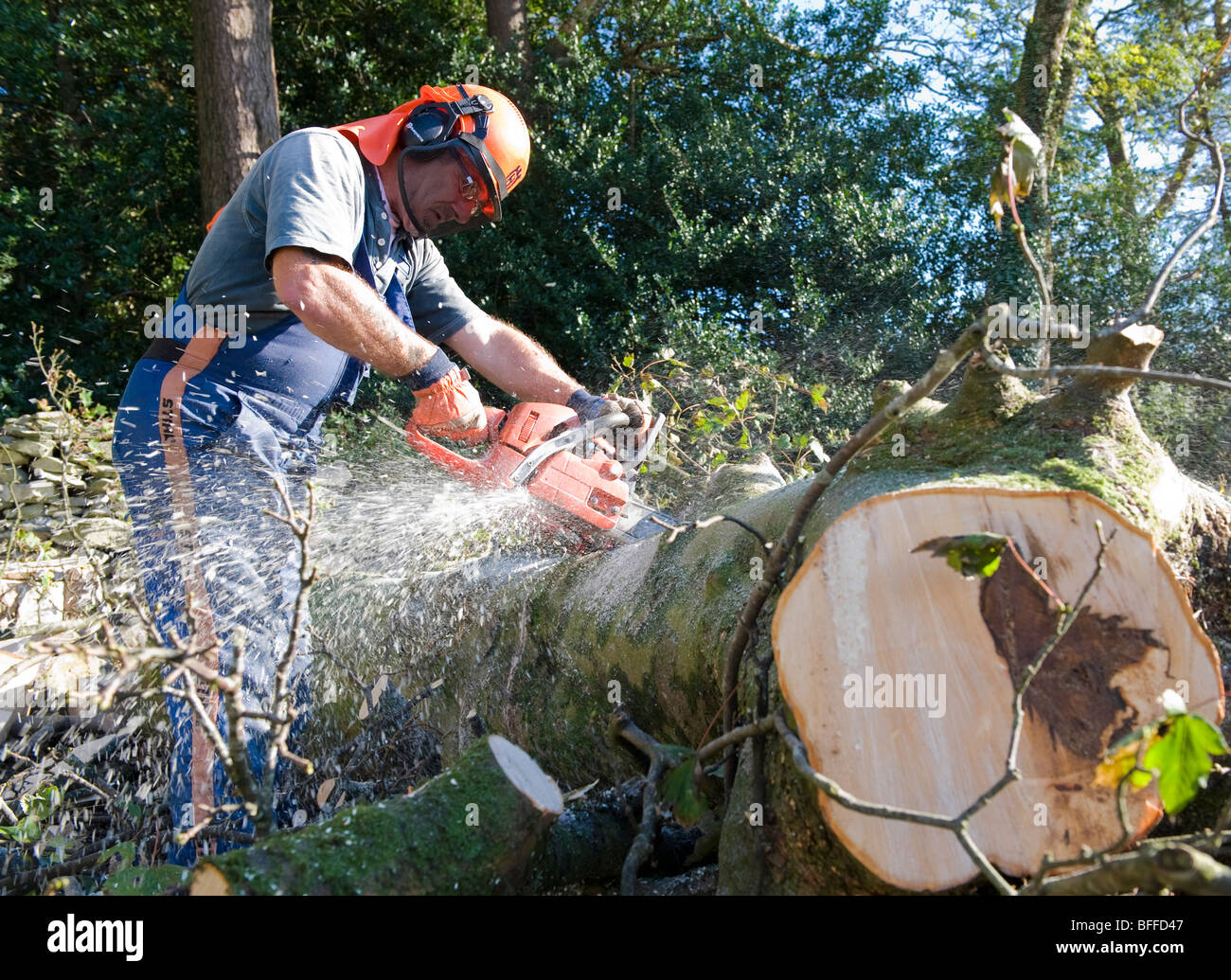 Tree surgeon tree felling and tree surgery. Chainsaw crosscutting. Stock Photo