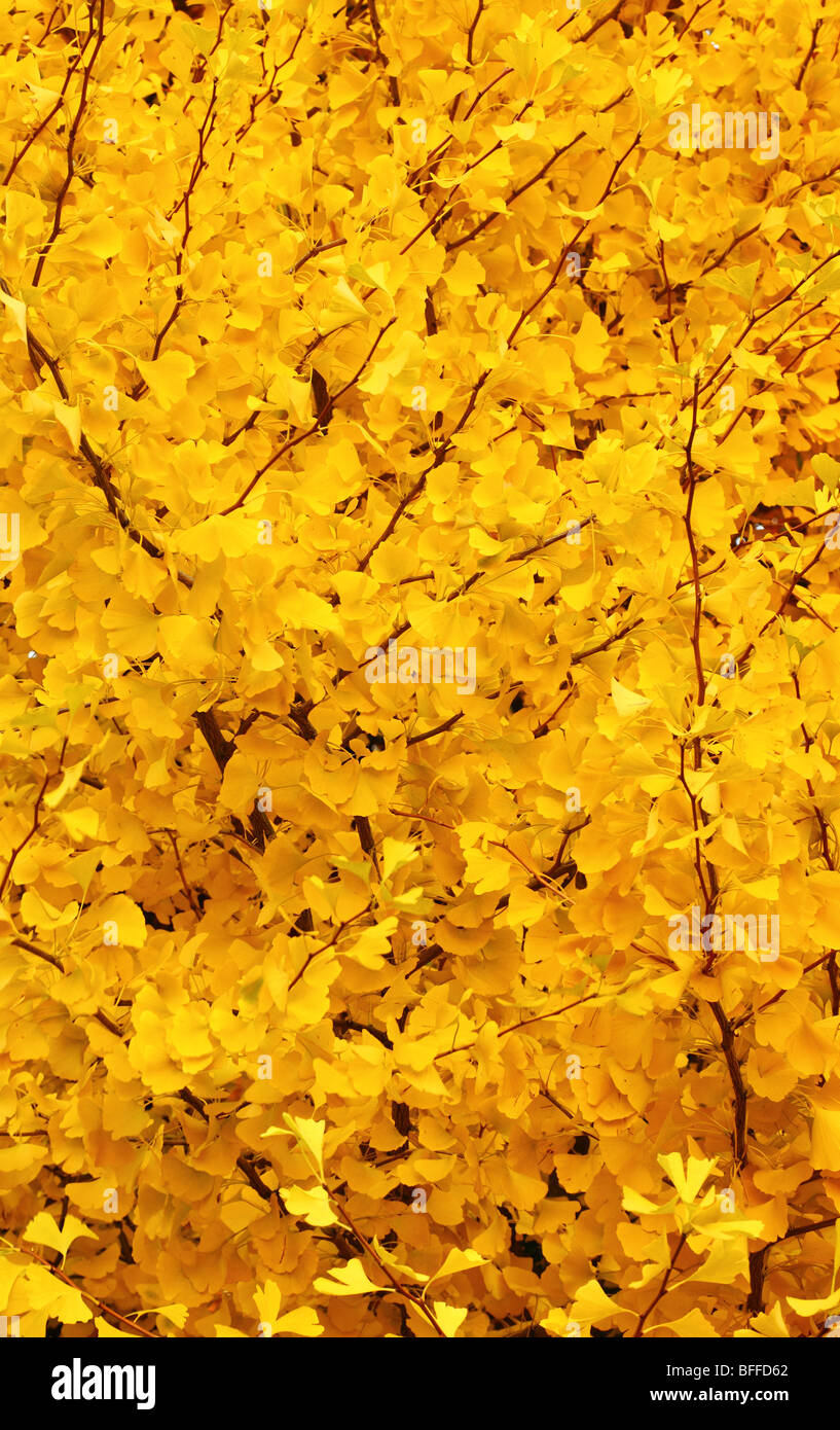 Mellow yellow Ginko biloba leaves at fall Stock Photo