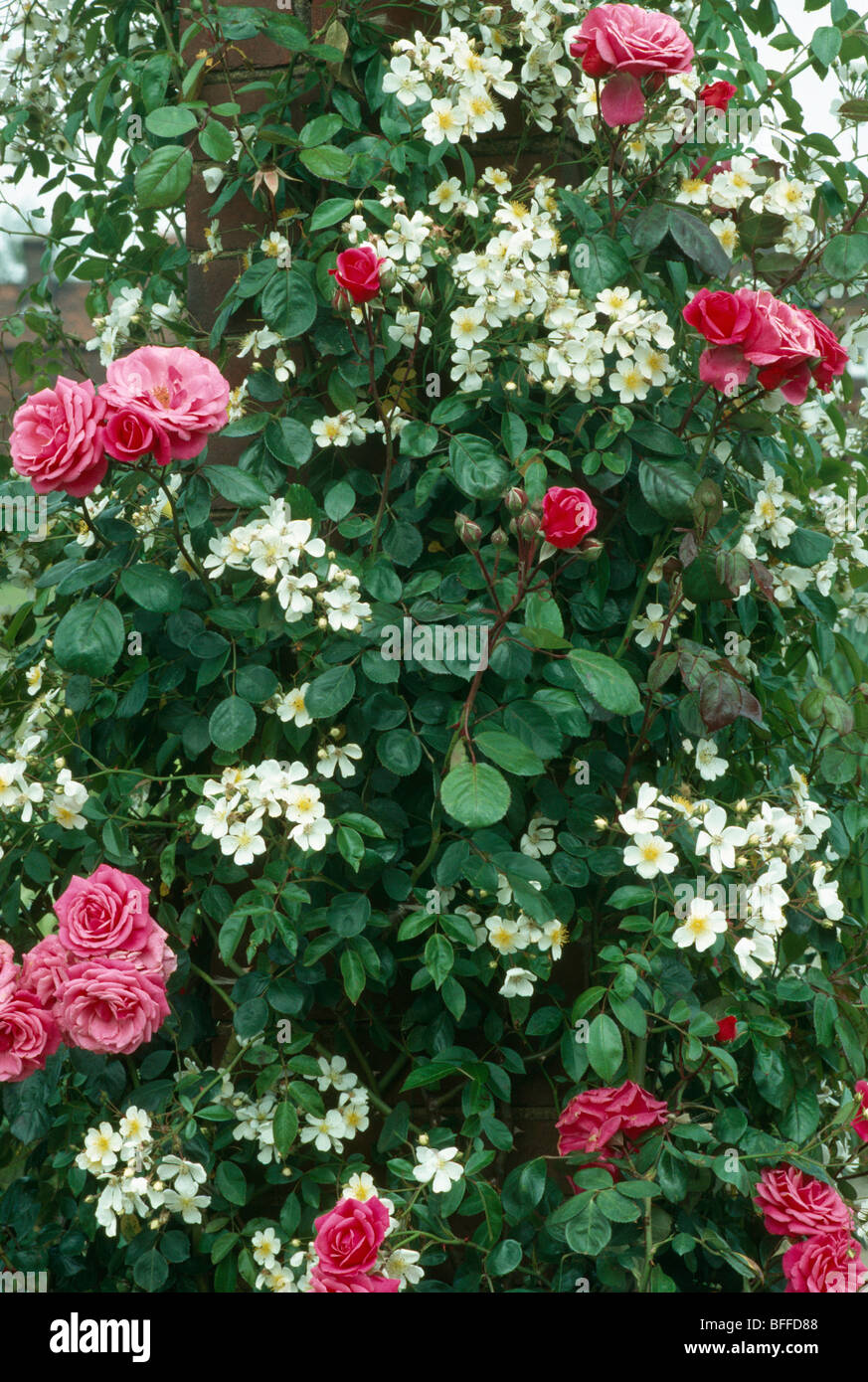 Close-up of white climbing rose with pink double rose Stock Photo