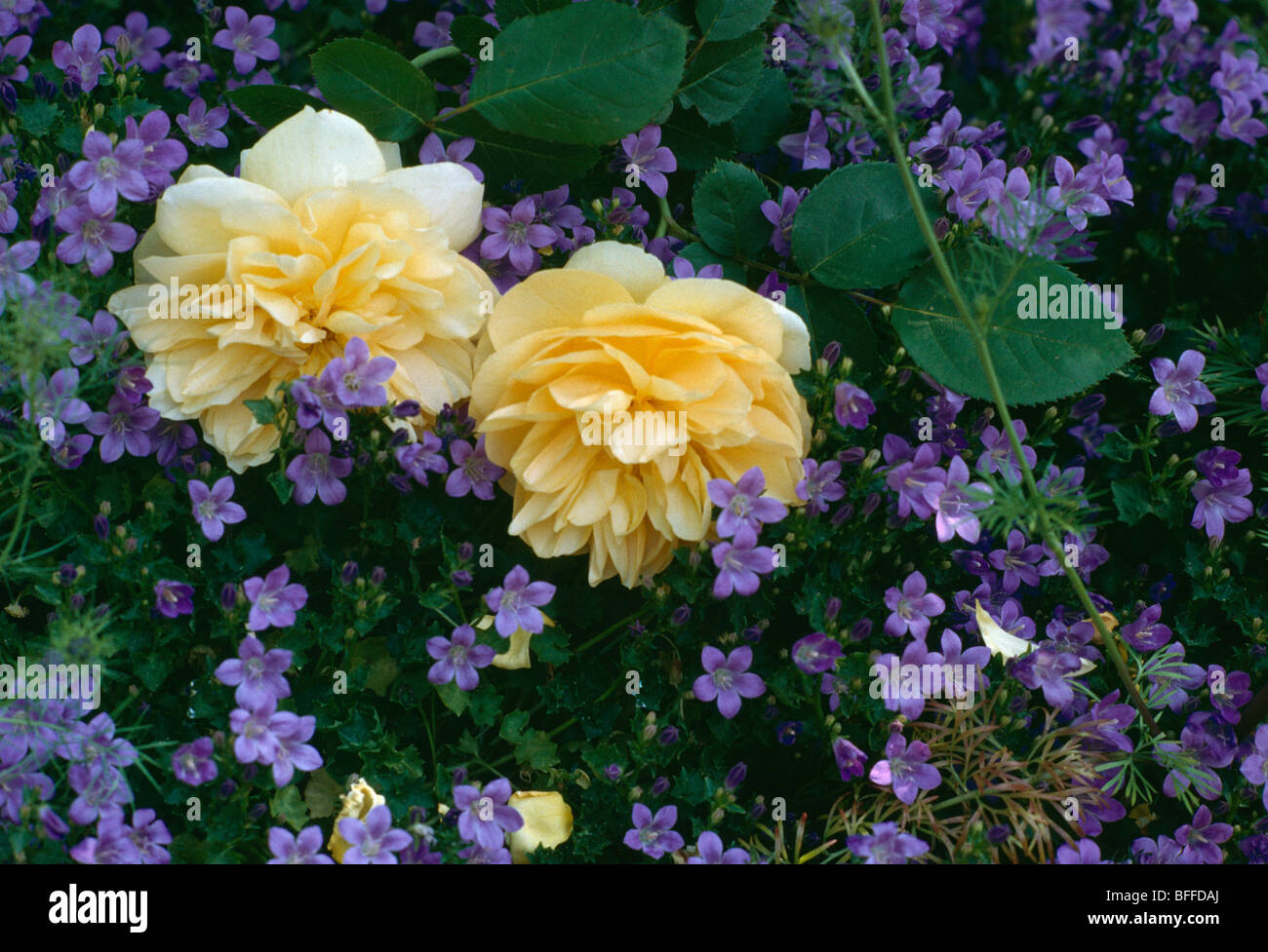Close-up of pale yellow rose and blue campanula Stock Photo