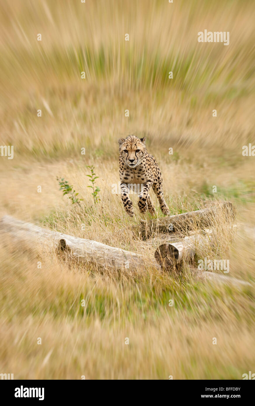 Cheetah jumping running animal hi-res stock photography and images - Alamy