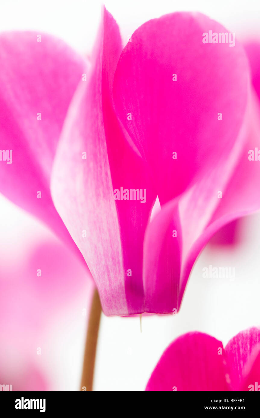 Close up of variegated pink and white cyclamen Stock Photo
