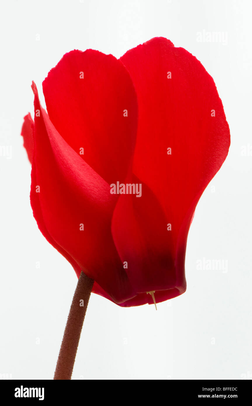 Close up of bright red cyclamen Stock Photo