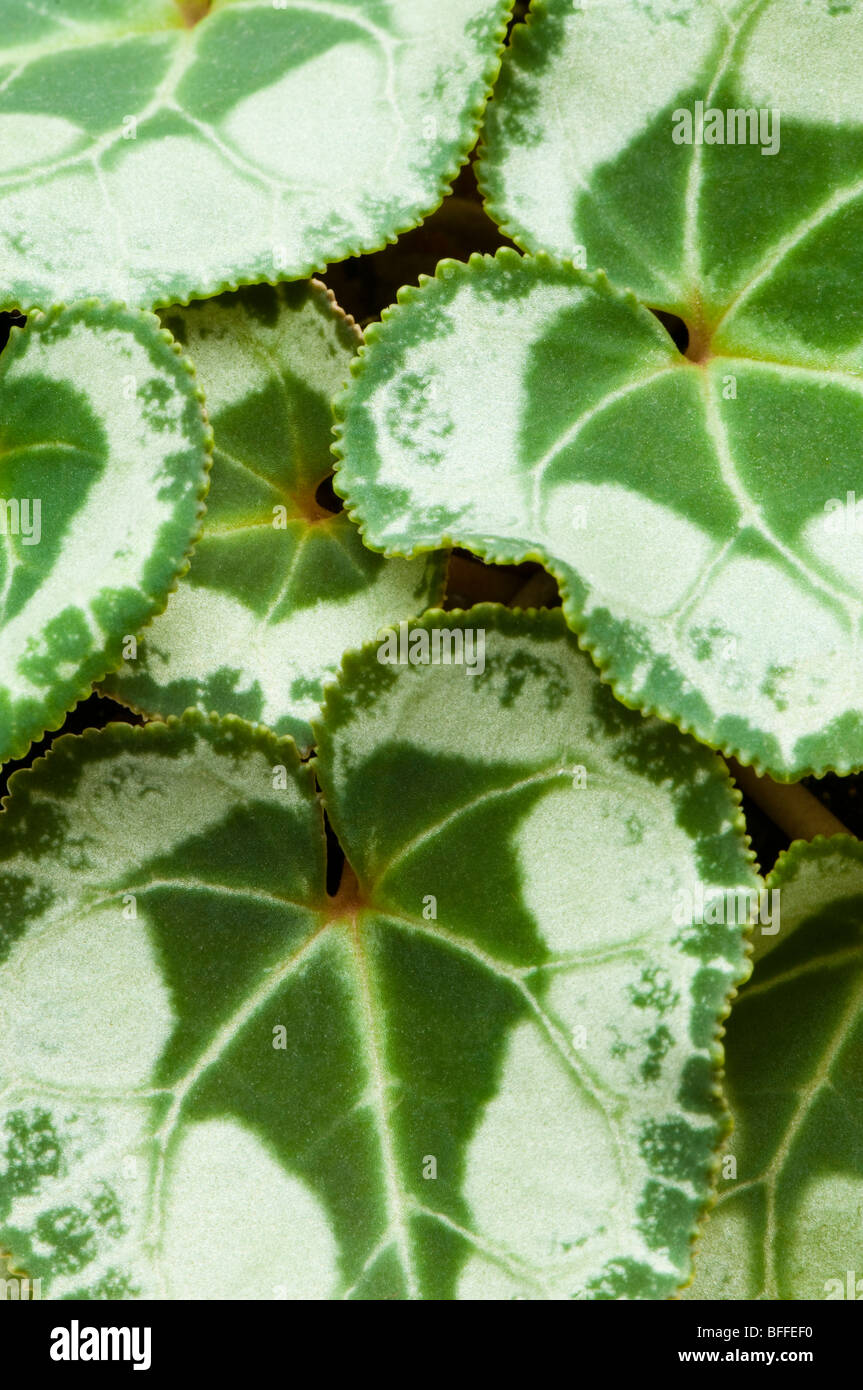 Close up of cyclamen leaves Stock Photo Alamy