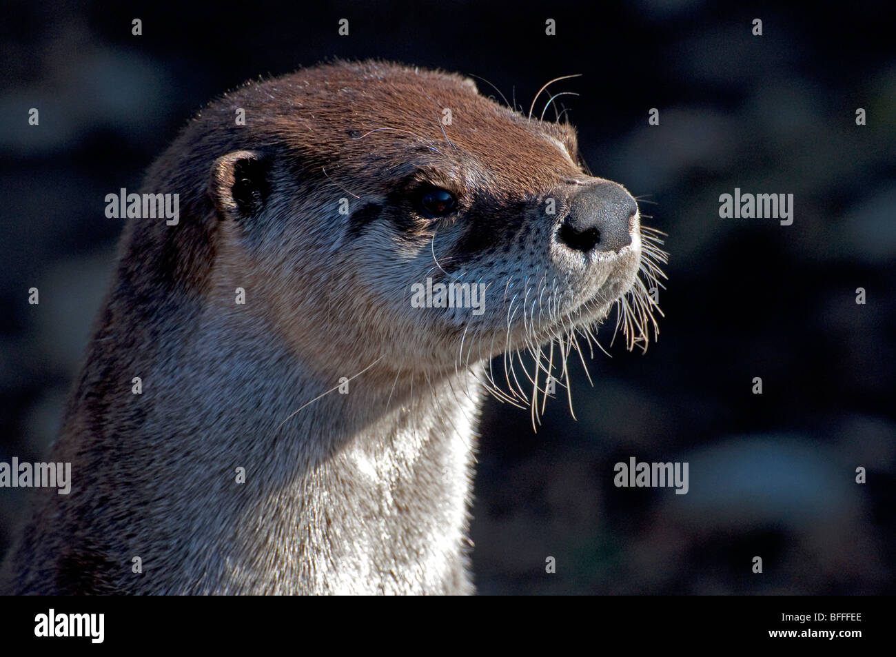 A Close-up of a Northern River Otter Stock Photo