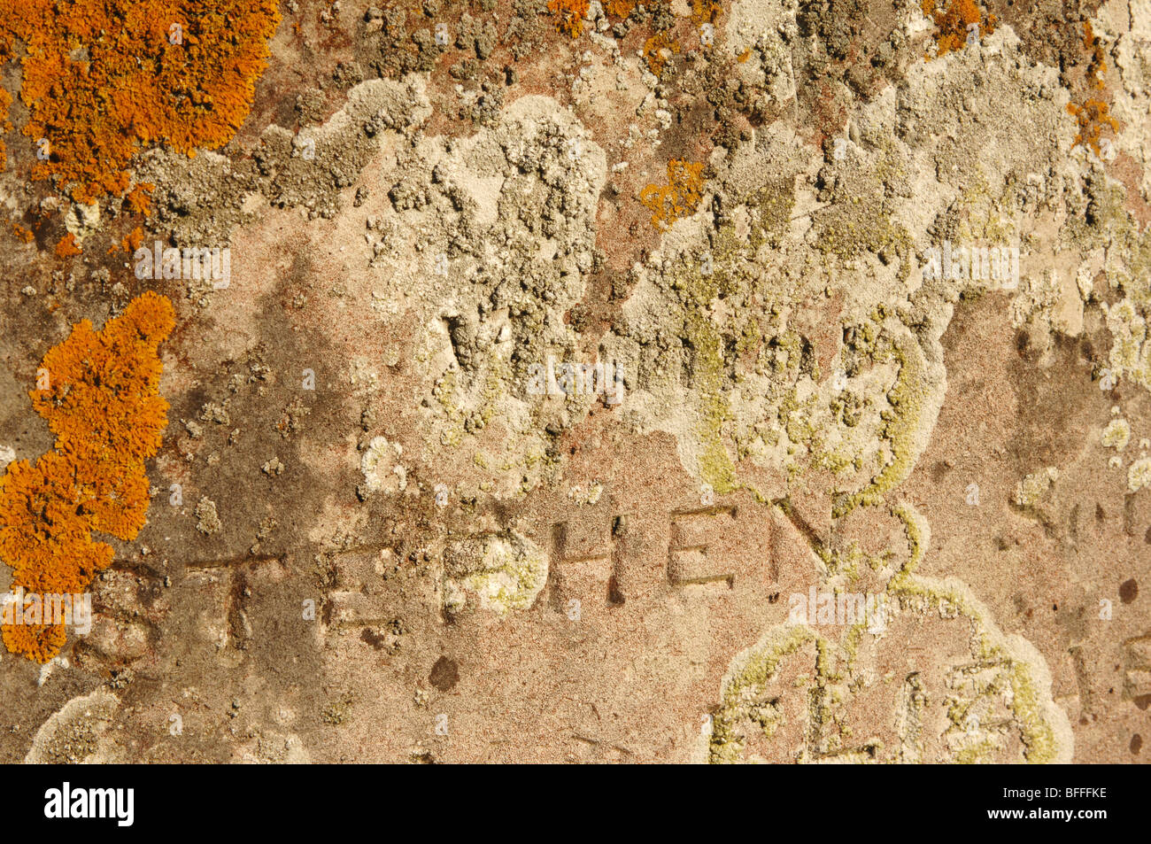 Crustose and Foliose Lichens on a Gravestone, Cemetery, Henfield, West Sussex, England. Stock Photo