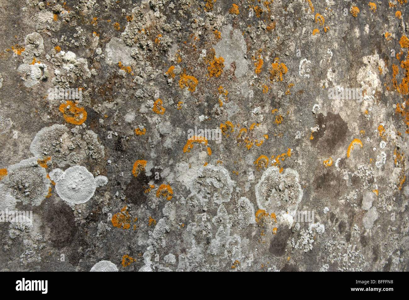 Crustose and Foliose Lichens on a Gravestone, Cemetery, Henfield, West Sussex, England. Stock Photo
