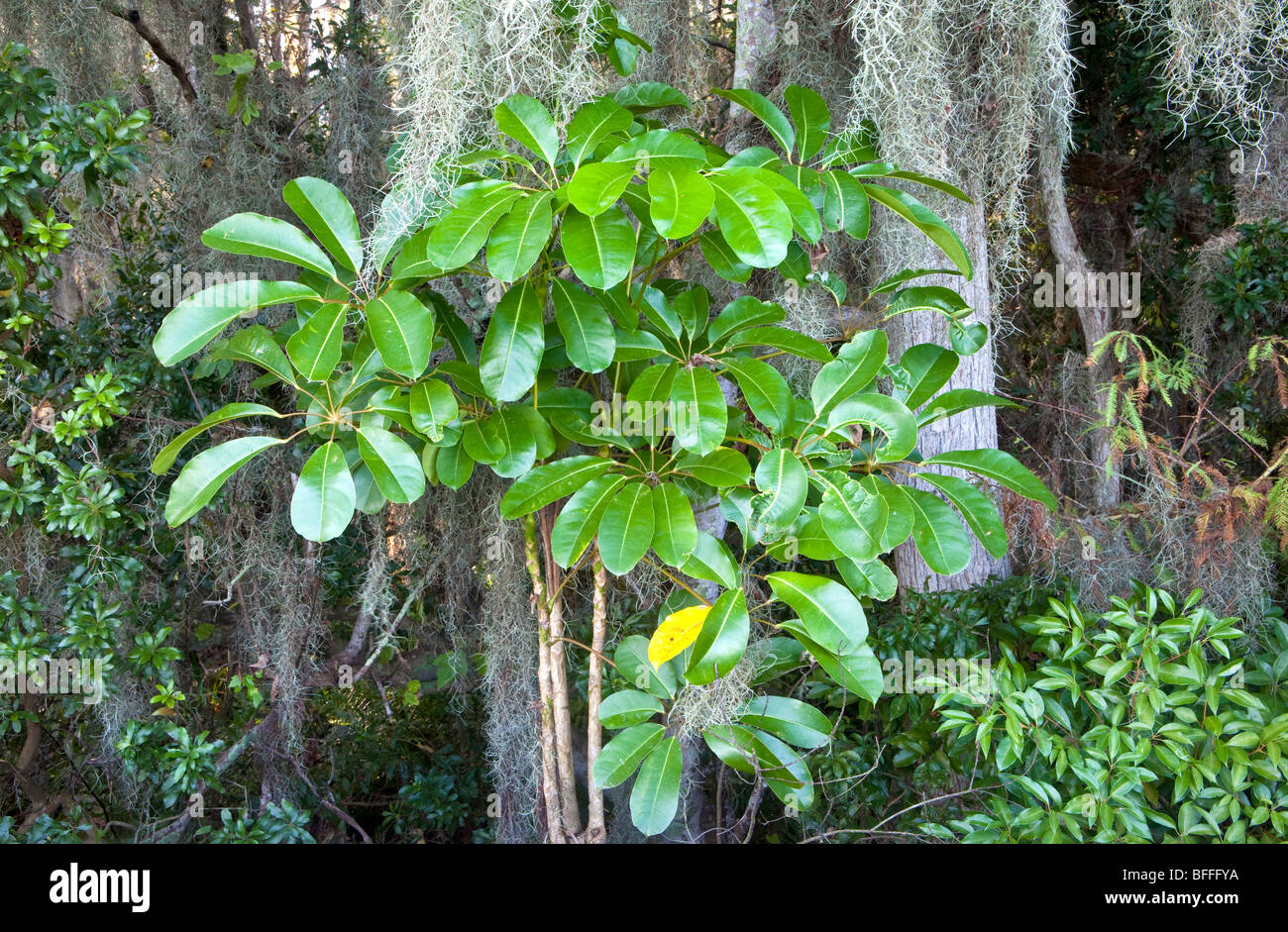 Tropical Vegetation, Anderson Park, Tarpon Springs, Florida Stock Photo