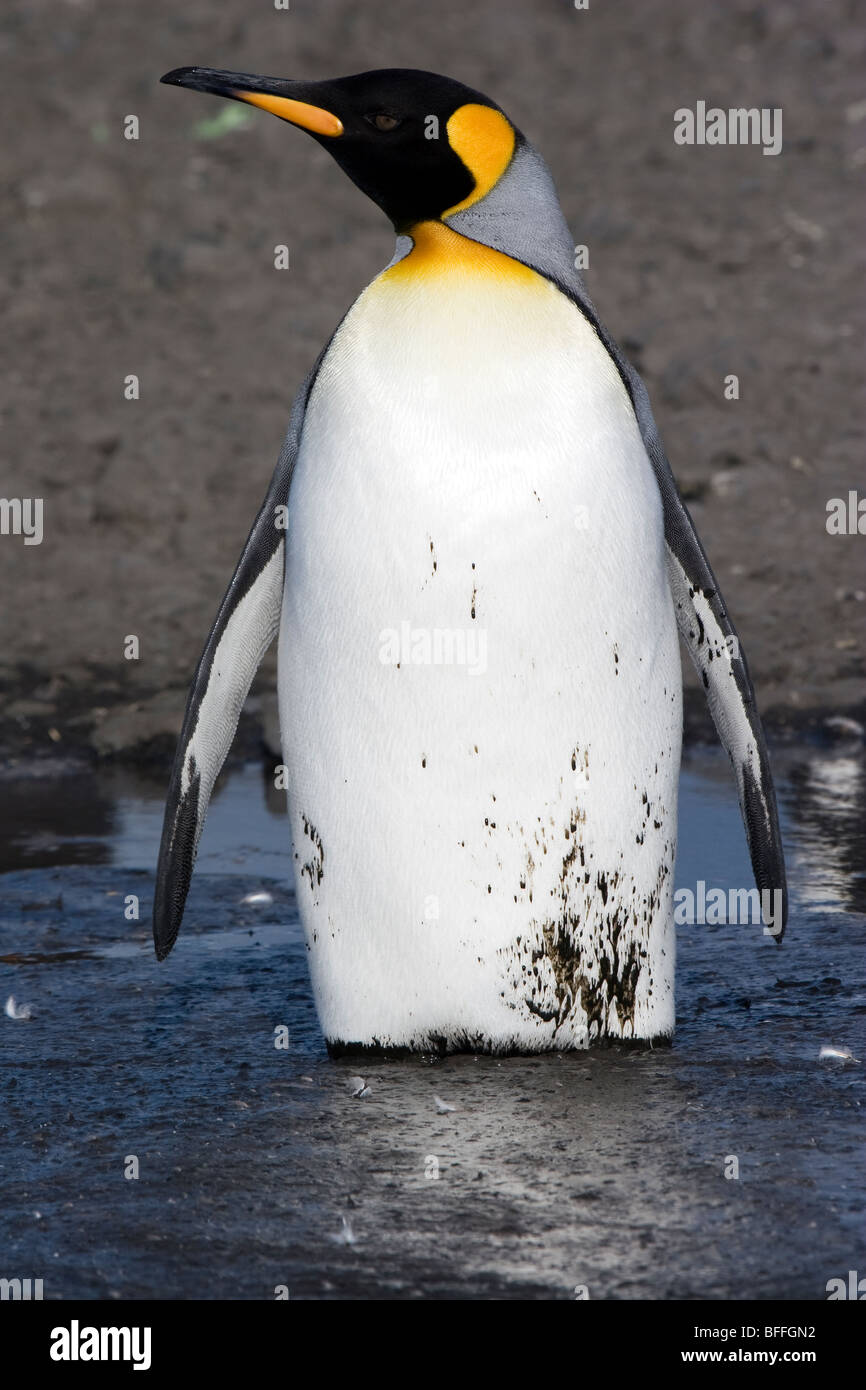 King Penguin standing in muddy water, Salisbury Plan, South Georgia Island Stock Photo