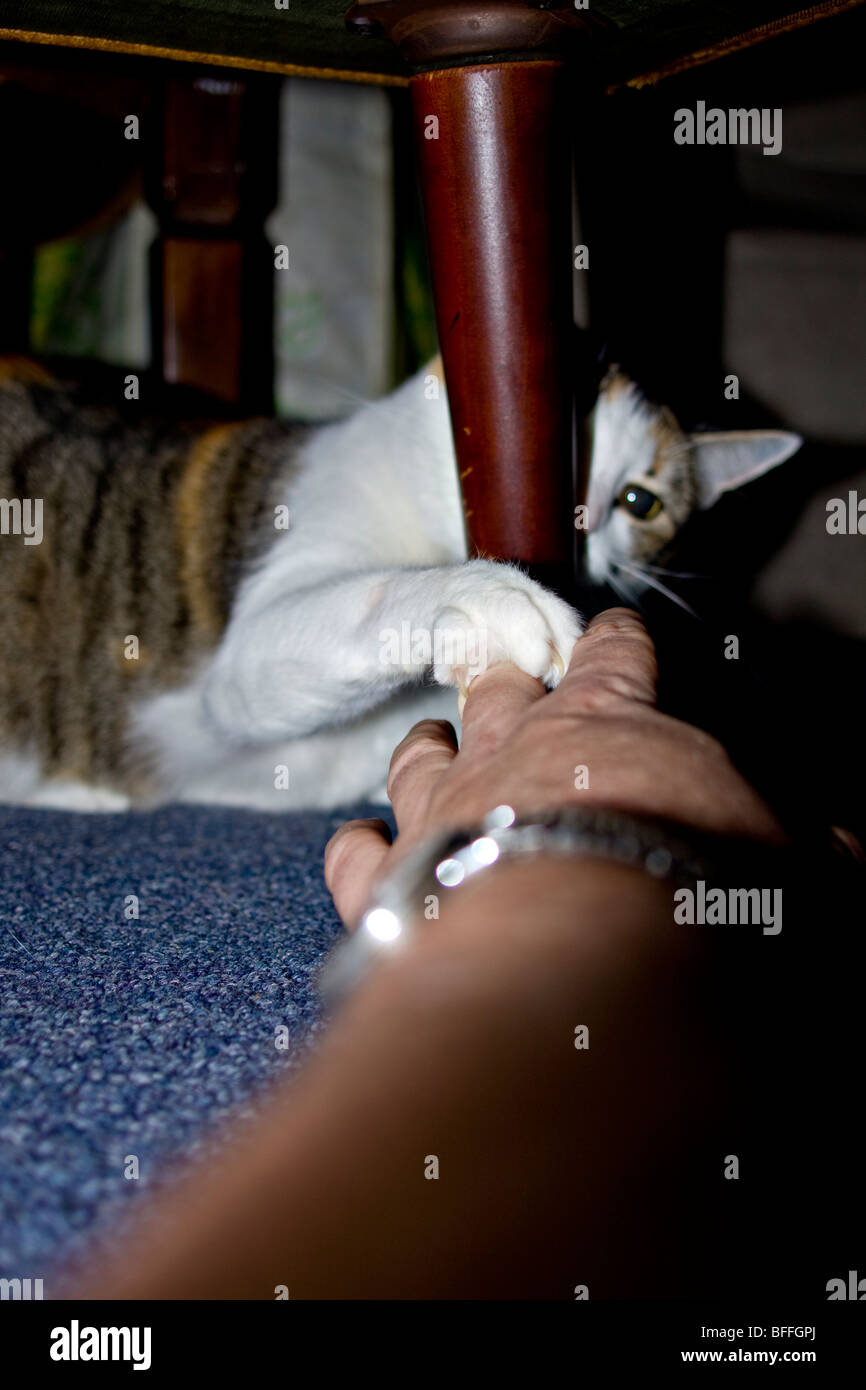 Angry Cat Attacking Person's Hand Stock Photo Alamy
