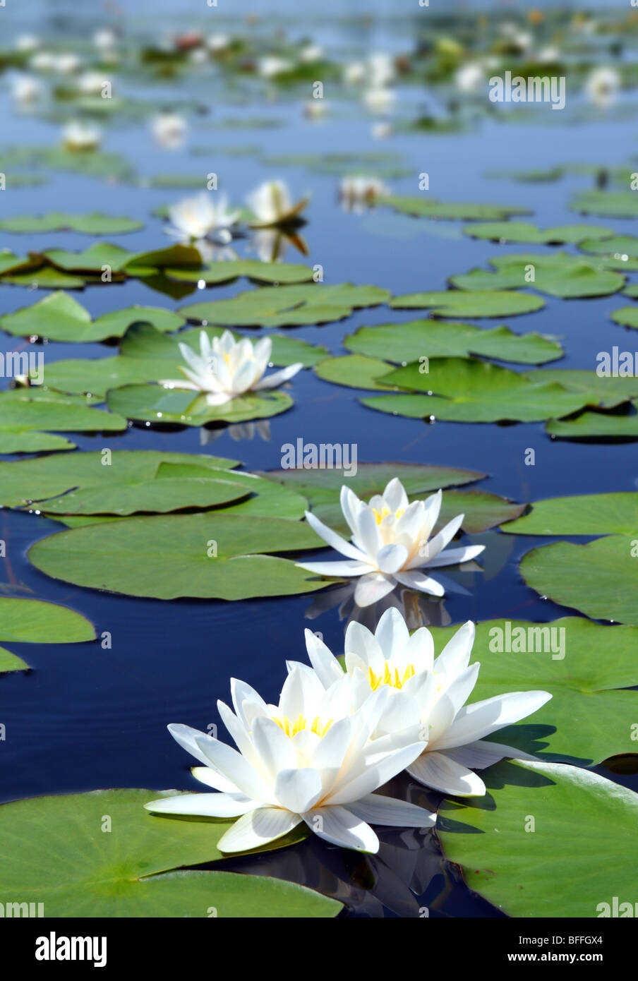 summer lake with water-lily flowers on blue water Stock Photo
