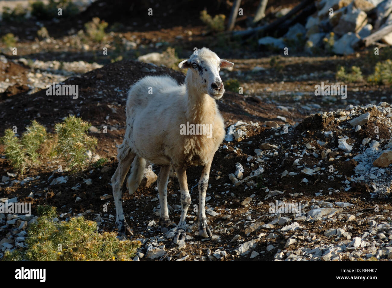 Full-length portrait of an ewe sheep, island Cres, Croatia, Europe Stock Photo