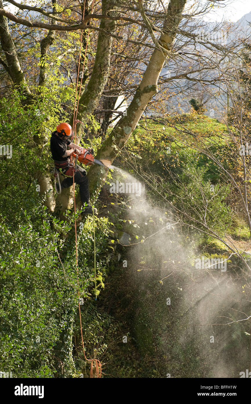 Tree surgeon tree felling and tree surgery. Chainsaw crosscutting. Stock Photo