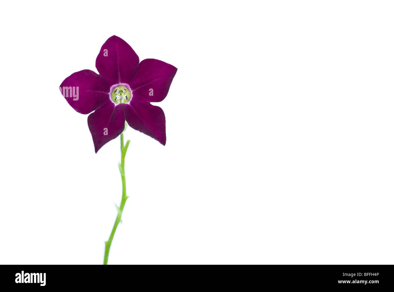 Portrait of a Purple Tobacco Nicotania Flower, on a White Background. Stock Photo