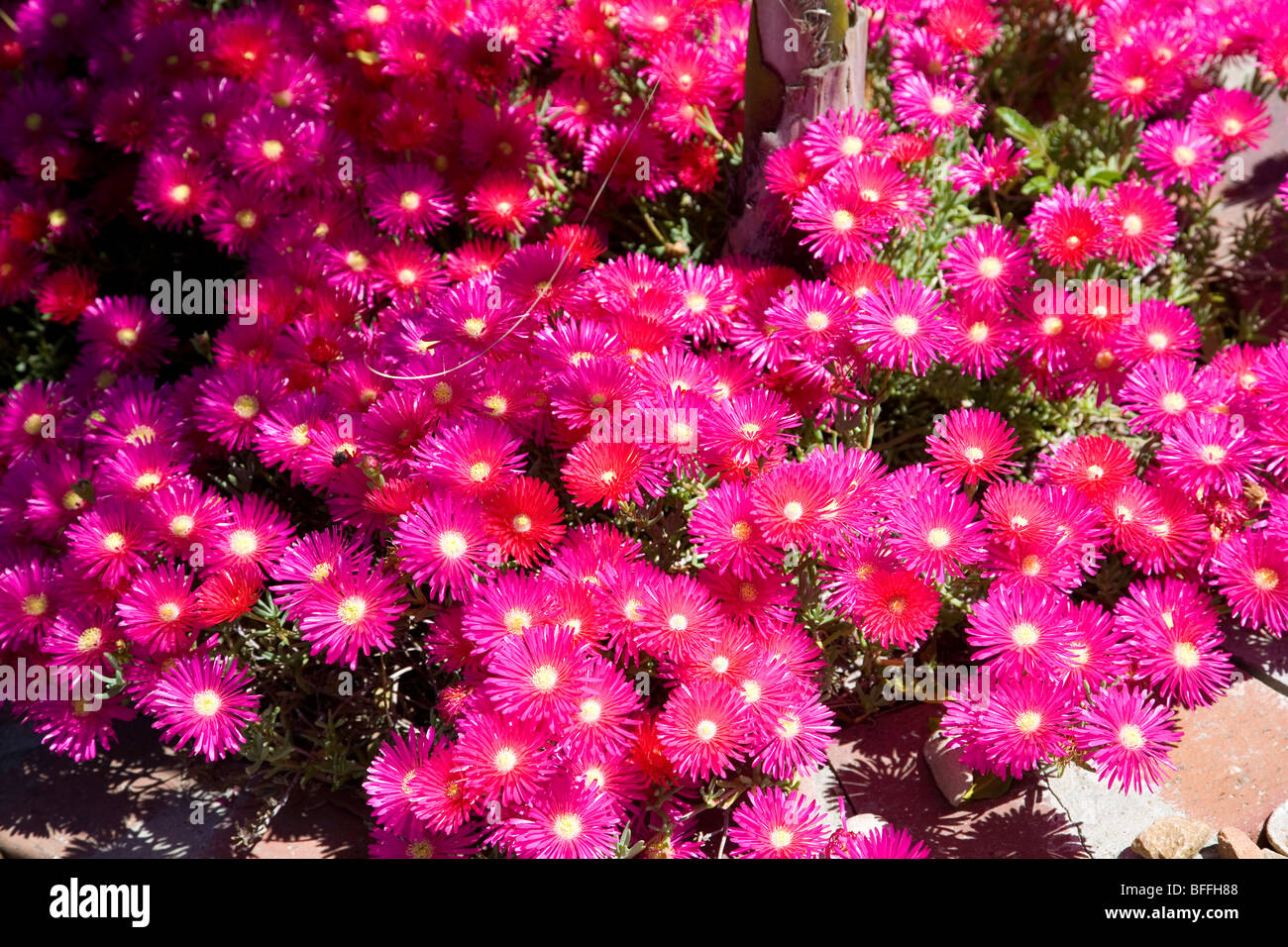 Vygie flower Bush - South Africa Stock Photo