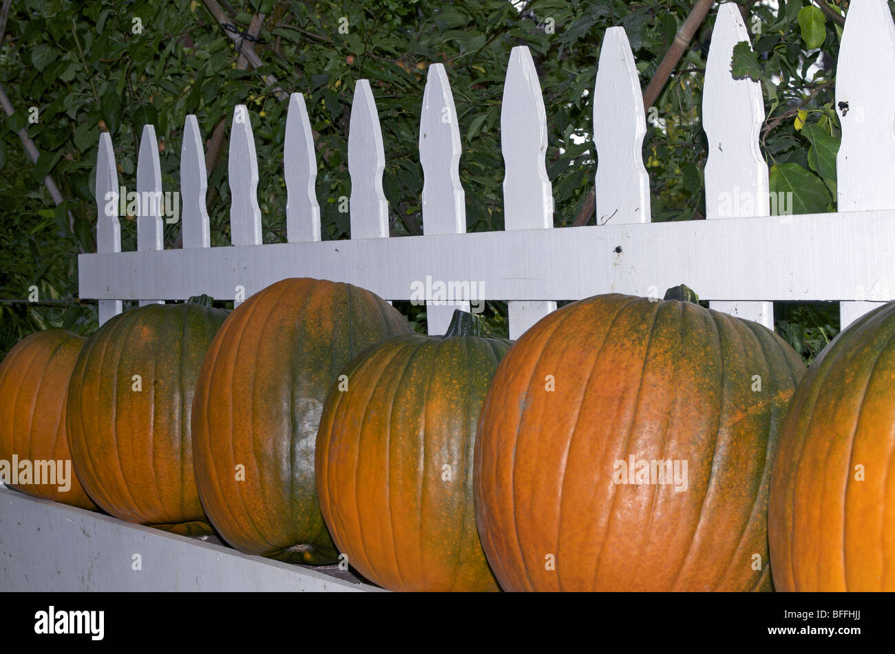 Orange and green pumpkins lined up against a picket fence Stock Photo ...