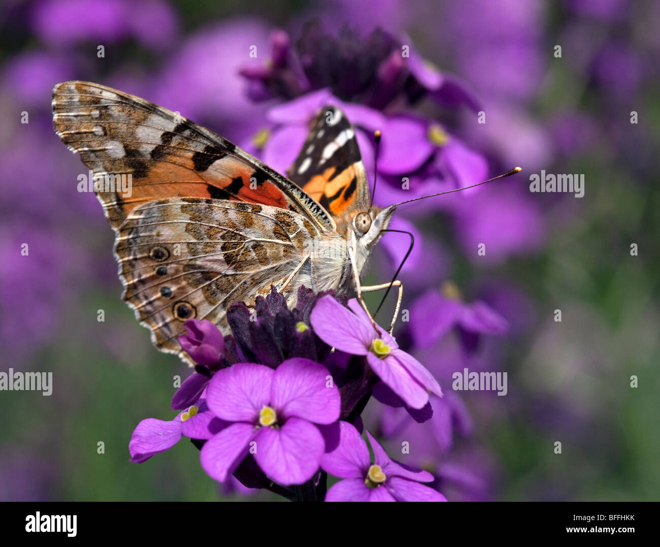 Painted Lady Butterfly (vanessa cardui/cynthia cardui) on Erysimum flower Stock Photo