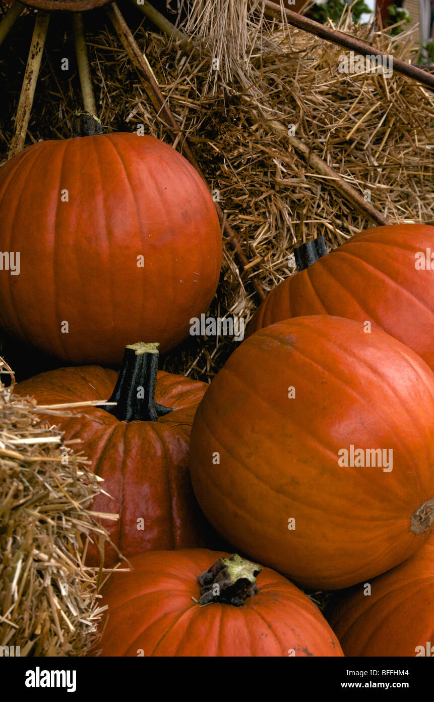 Group of pumpkins on hay bales and old spoke wheel Stock Photo - Alamy
