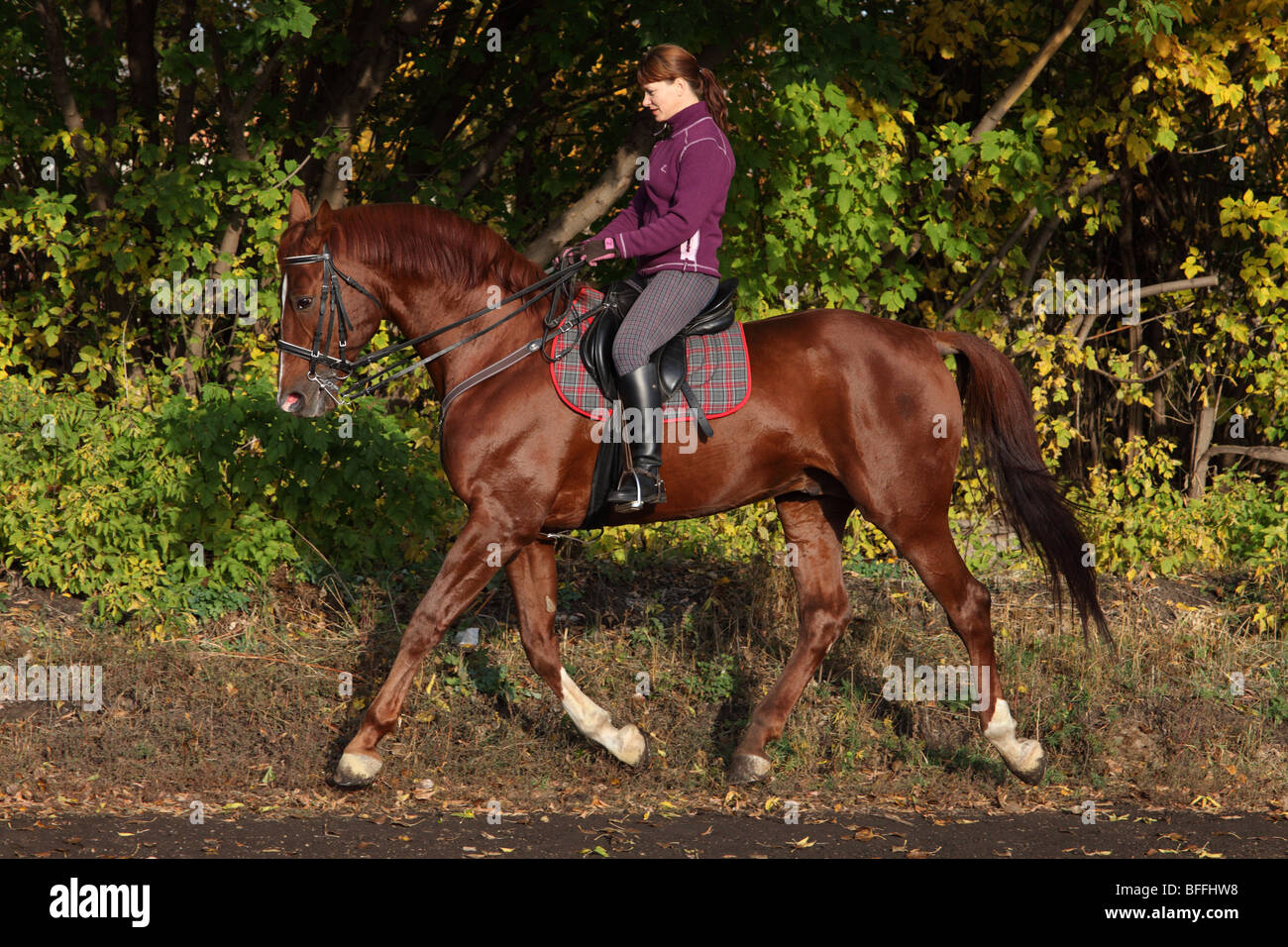 Equine dressage practice Stock Photo