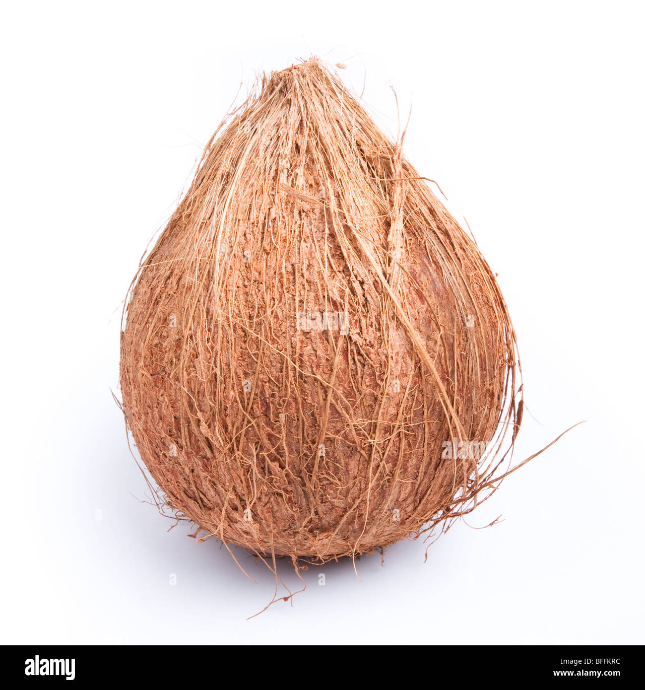Whole hairy brown coconut isolated against white background. Stock Photo