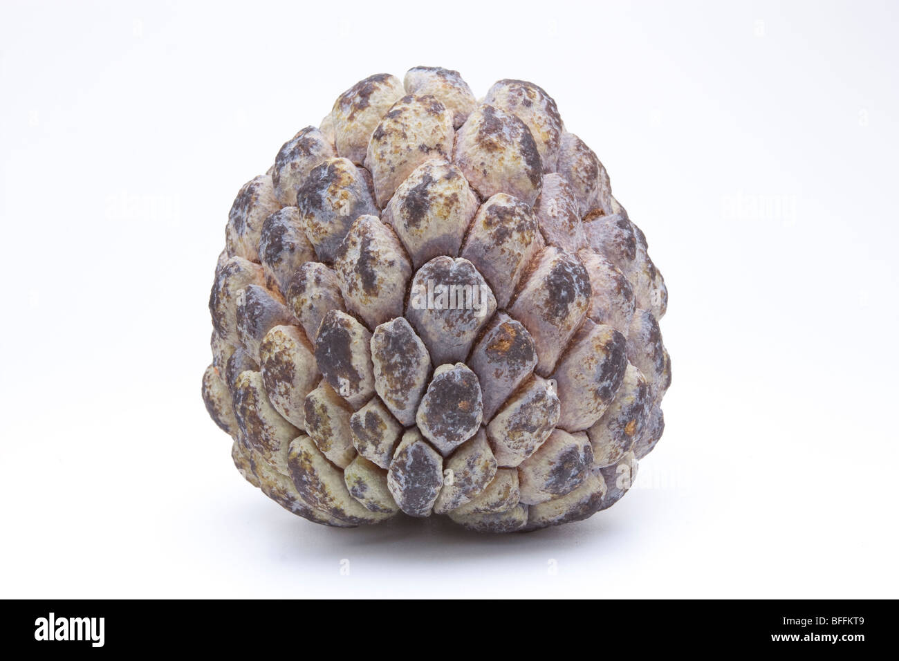 Close up view of a Sugar Apple Fruit isolated against white background. Stock Photo