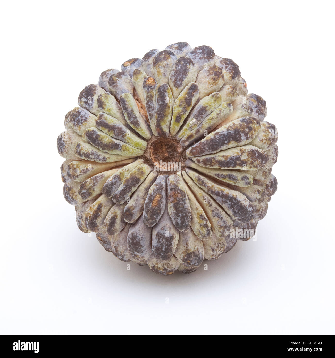 Close up view of a Sugar Apple Fruit isolated against white background. Stock Photo