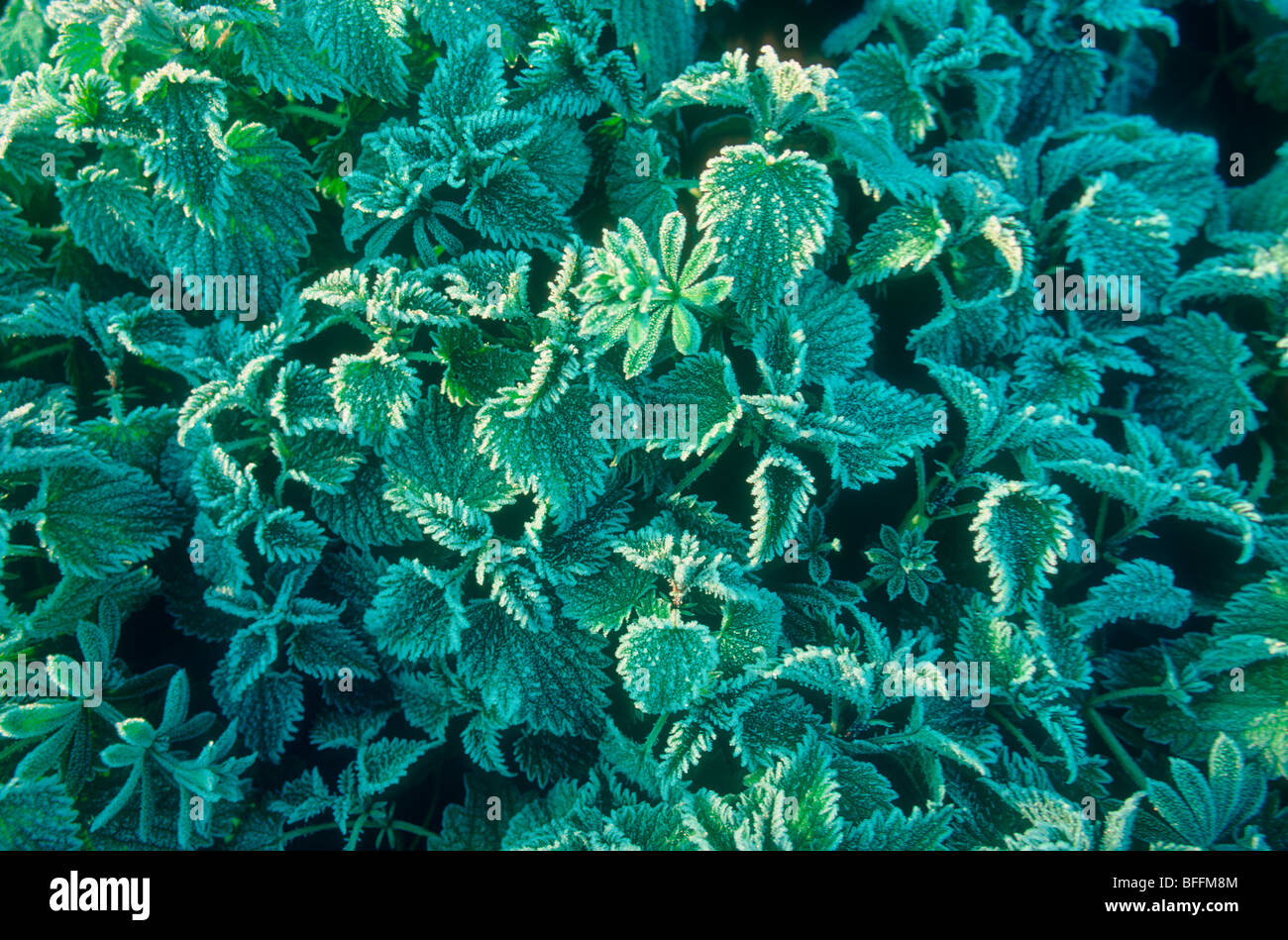 Nettle Plants, Urtica sp. White frost on leaves Stock Photo