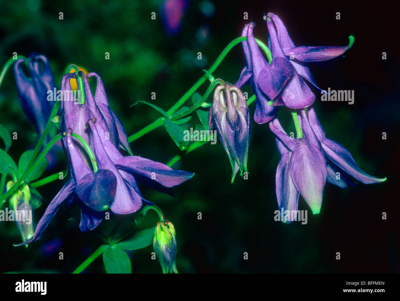 European Columbine Plant, Aquilegia vulgaris. Close-up of flowers Stock Photo