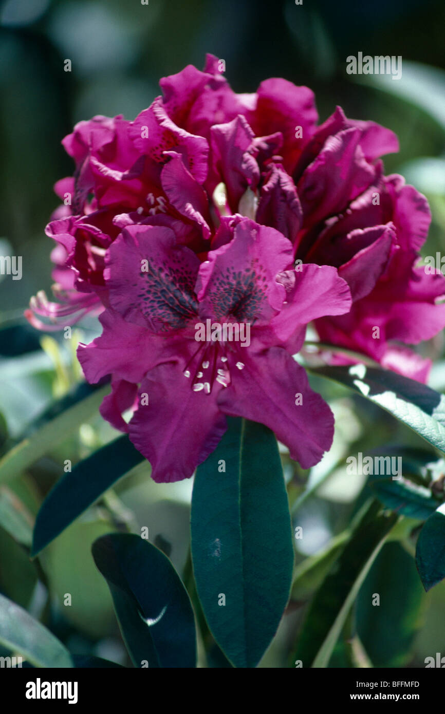 Close up of single bloom of a deep pink rhododendron. Stock Photo