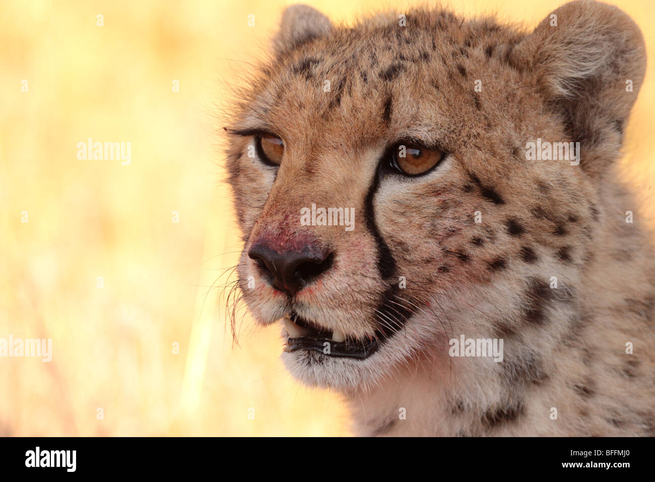 cheetah Acinonyx jubatus in Masai Mara Kenya Stock Photo
