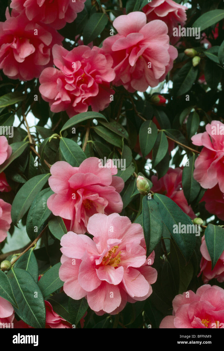 Close up of a double pink camellia. Stock Photo