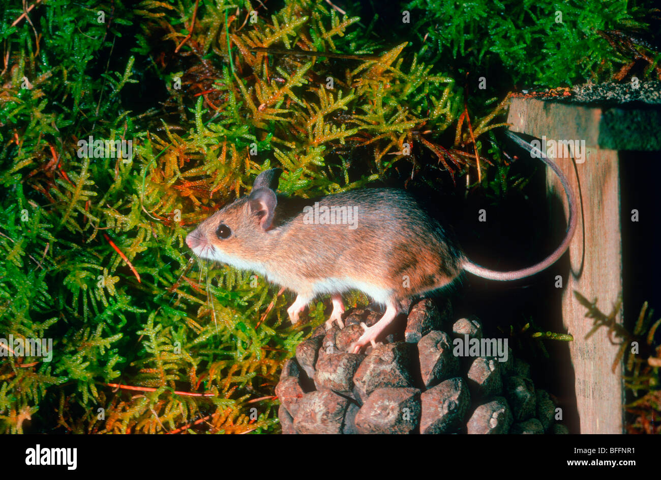 Wood Mouse, Apodemus sylvaticus. On forest ground Stock Photo