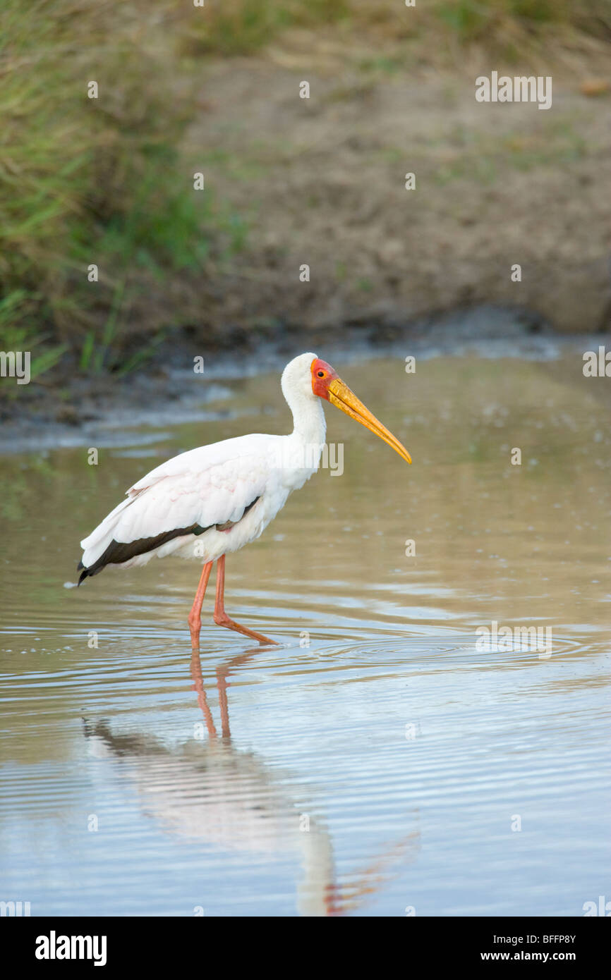 Yellow-billed Stork, Mycteria ibis, fishing in pond. Masai Mara National Reserve, Kenya. Stock Photo