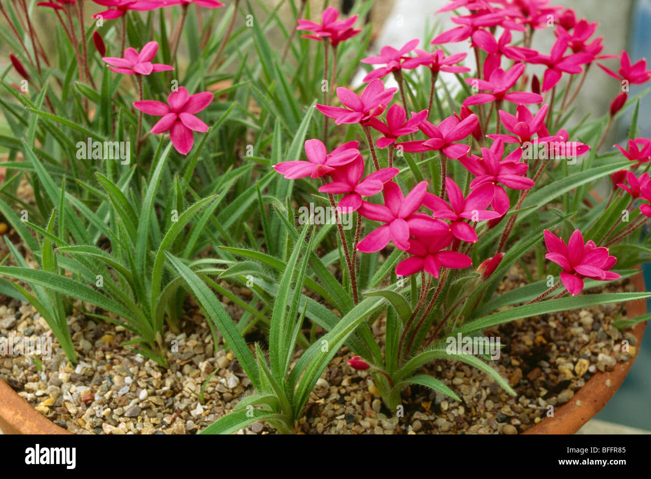 Close-up of bright pink Rhodohypoxis Stock Photo